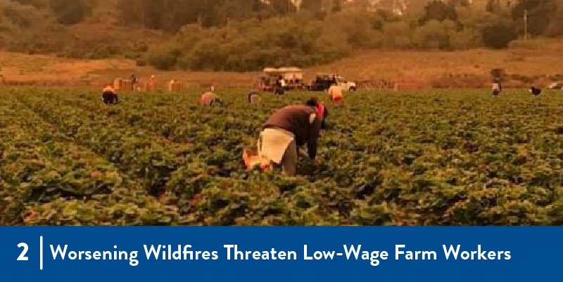 Farmworkers harvesting in the field with smoke in the air