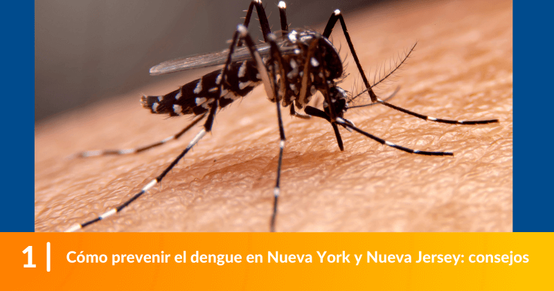 Cómo prevenir el dengue en Nueva York y Nueva Jersey: consejos