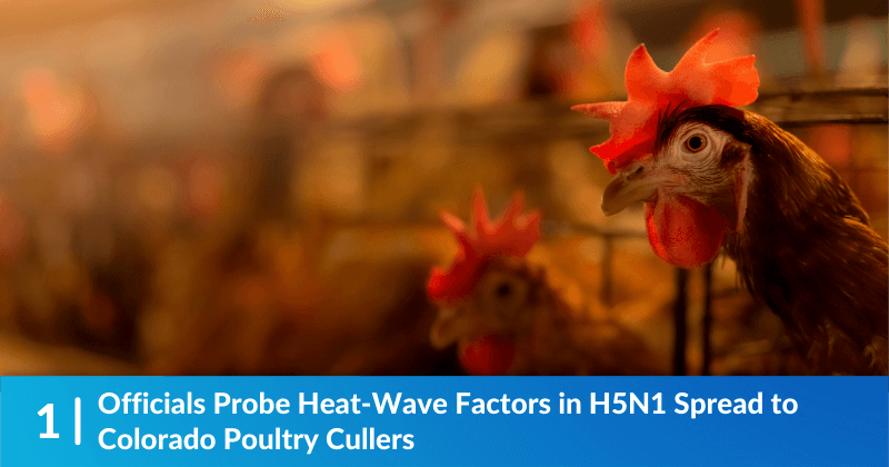 Officials Probe Heat-Wave Factors in H5N1 Spread to Colorado Poultry Cullers  