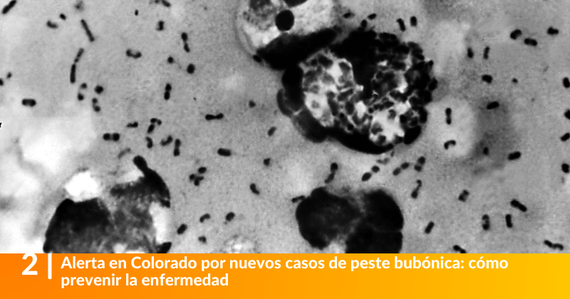 Alerta en Colorado por nuevos casos de peste bubónica: cómo prevenir la enfermedad