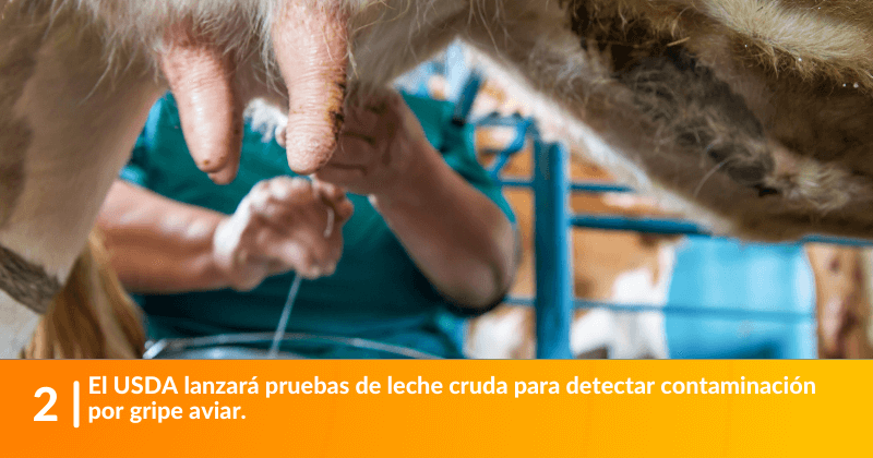 El USDA lanzará pruebas de leche cruda para detectar contaminación por gripe aviar.