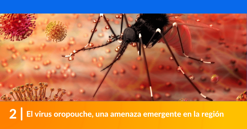 El virus oropouche, una amenaza emergente en la región.