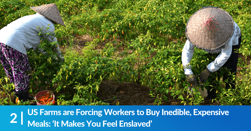 Two farmworkers collecting peppers in a field. Heading reads, "US Farms are Forcing Workers to Buy Inedible, Expensive Meals: 'It Makes You Feel Enslaved'"