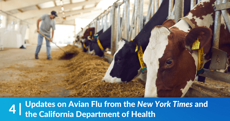 A row of dairy cows. Heading reads, "Updates on Avian Flu from the New York Times and the California Department of Health"