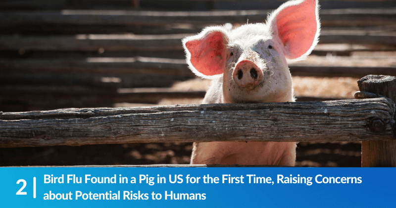 A pig behind a wooden fence. Heading reads, Bird Flu Found in a Pig in US for the First Time, Raising Concerns about Potential Risks to Humans