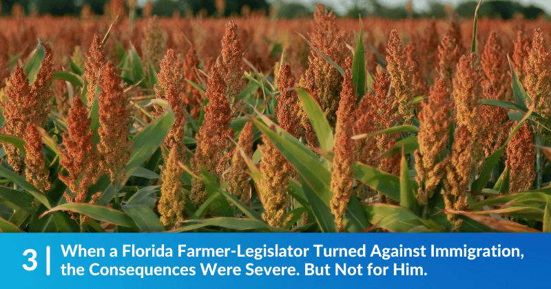 A field of sorghum. The heading reads, When a Florida Farmer-Legislator Turned Against Immigration, the Consequences Were Severe. But Not for Him.