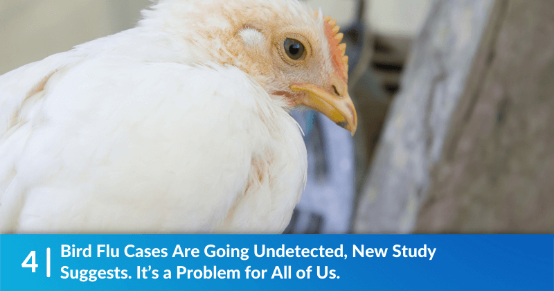 White-feathered hen looking to the right - headline says "Bird Flu Cases Are Going Undetected, New Study Suggests. It’s a Problem for All of Us."