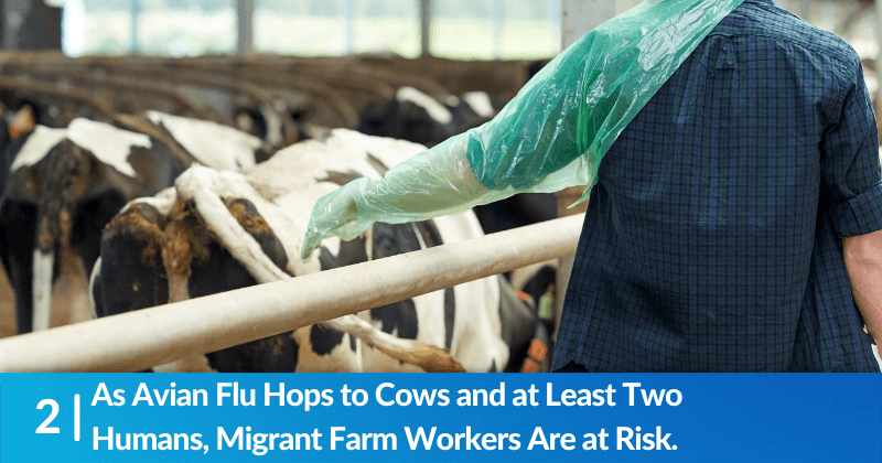 As Avian Flu Hops to Cows and at Least Two Humans, Migrant Farm Workers Are at Risk.