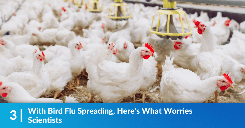 With Bird Flu Spreading, Here's What Worries Scientists