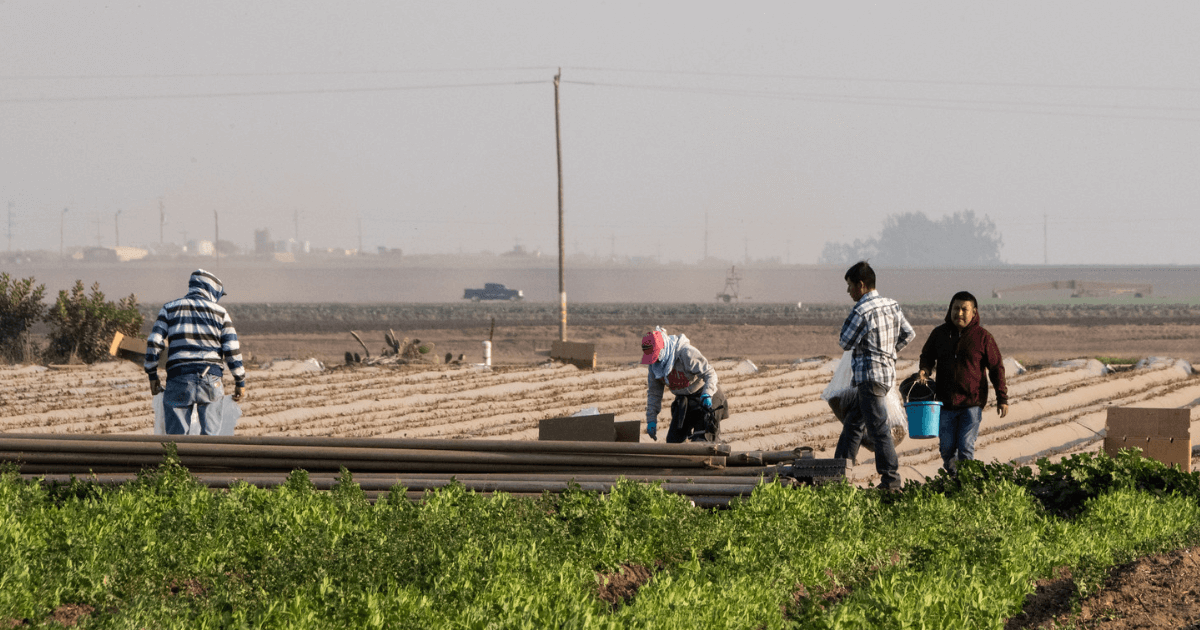 Farmworkers in the field with wildfire smoke