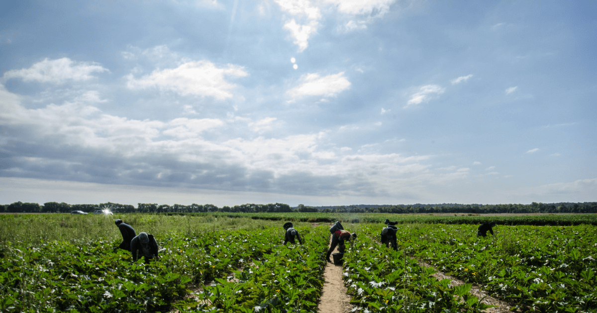 Farmworkers in the field under the sun