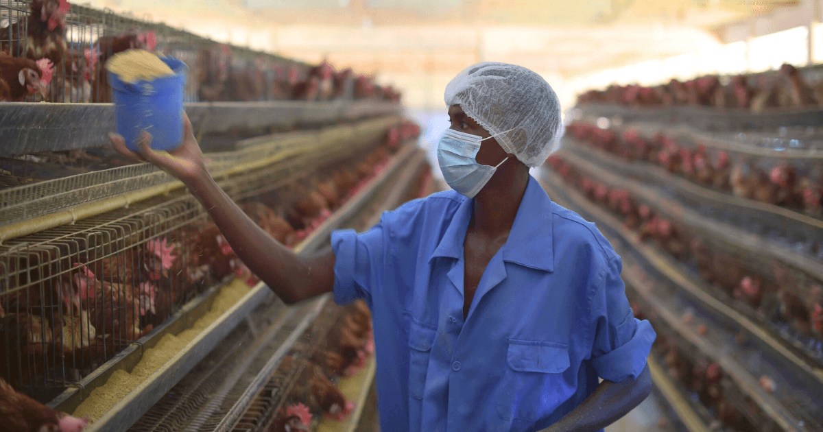 A worker feeding chickens on a poultry farm