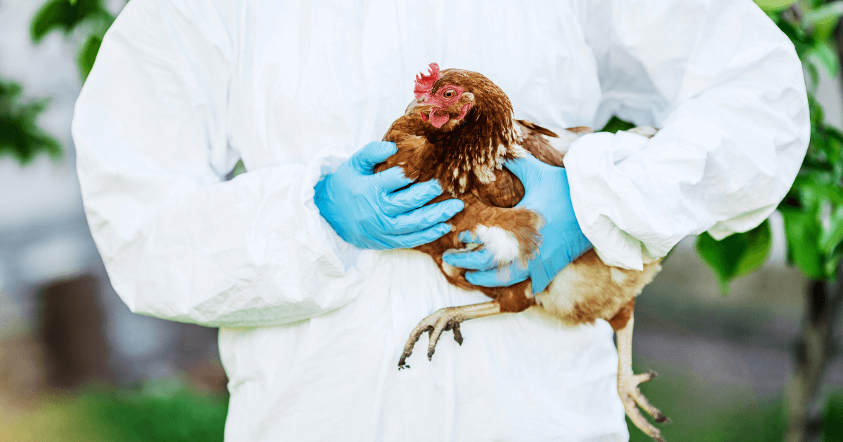 Quick Response, Improved Surveillance, and Excessive Heat: Factors in the Rise of Avian Flu Cases