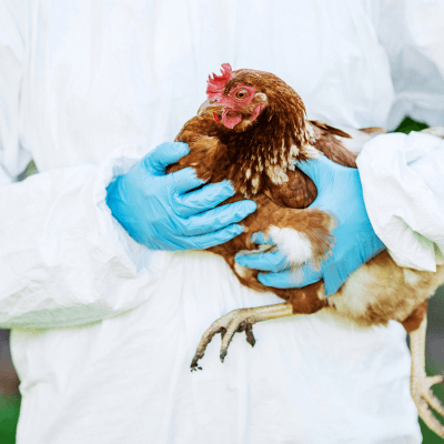 Quick Response, Improved Surveillance, and Excessive Heat: Factors in the Rise of Avian Flu Cases